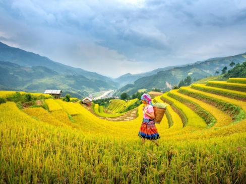 Tour Hà Nội - Mù Cang Chải - Mùa Lúa